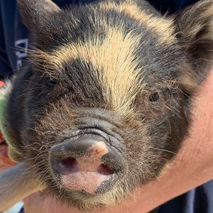 Meet your Posher, Carmen